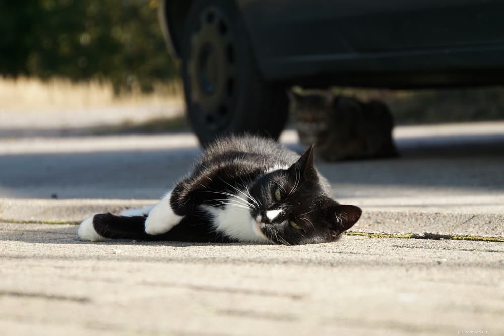139 Charming Names for Black Cats – Find the Perfect Moniker
