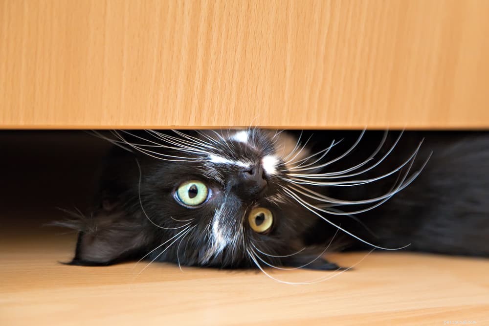 139 Charming Names for Black Cats – Find the Perfect Moniker