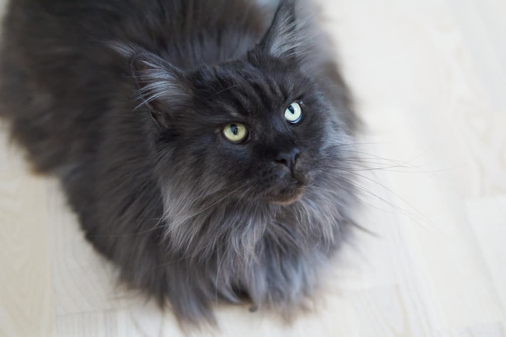 139 Charming Names for Black Cats – Find the Perfect Moniker
