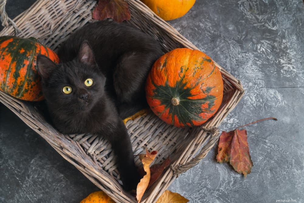139 Charming Names for Black Cats – Find the Perfect Moniker