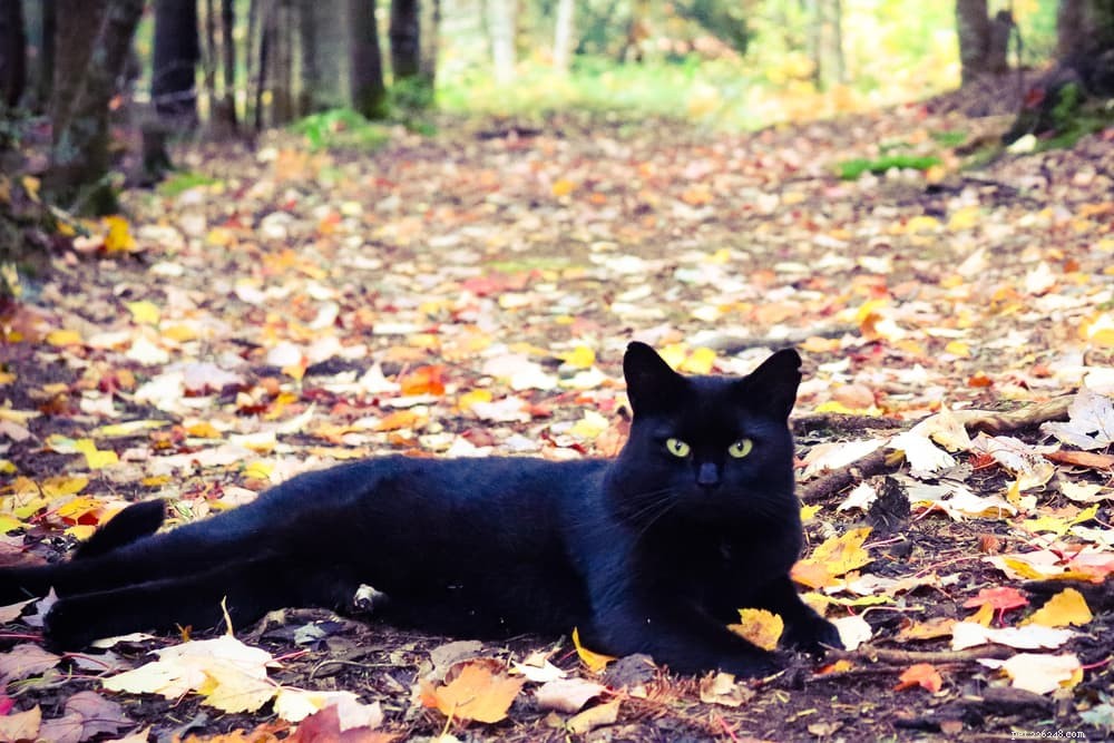 139 Charming Names for Black Cats – Find the Perfect Moniker