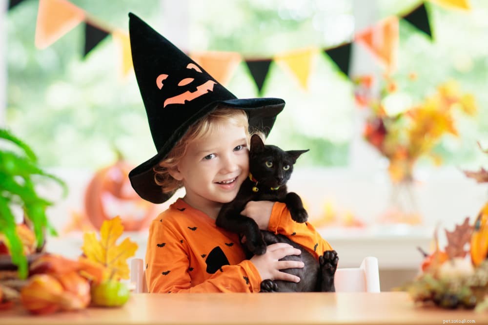 139 Charming Names for Black Cats – Find the Perfect Moniker