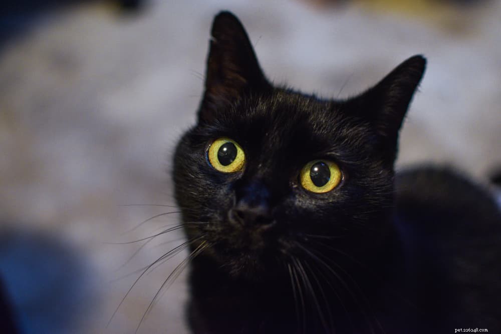 139 Charming Names for Black Cats – Find the Perfect Moniker