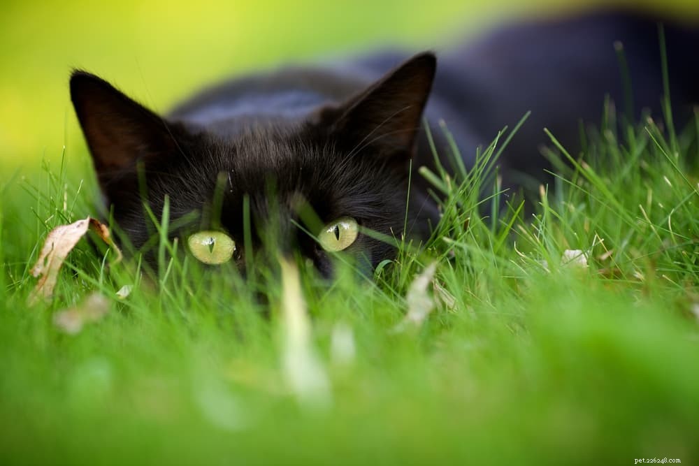 139 Charming Names for Black Cats – Find the Perfect Moniker