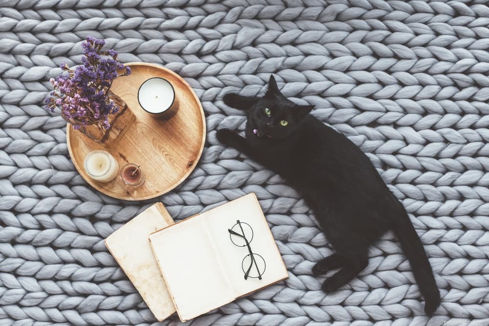 40 Enchanting Cat Names for Your Spirit-Filled Feline