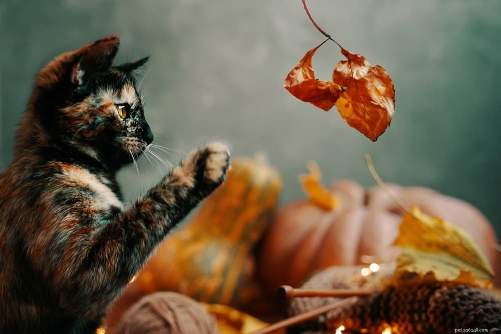 40 Enchanting Cat Names for Your Spirit-Filled Feline
