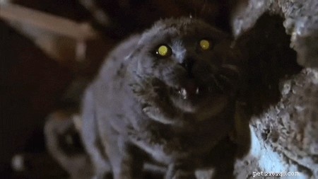 Top 19 Cat Names Inspired by Classic & Modern Movies