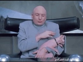 Top 19 Cat Names Inspired by Classic & Modern Movies