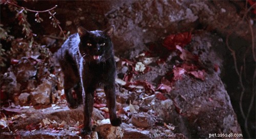 Top 19 Cat Names Inspired by Classic & Modern Movies
