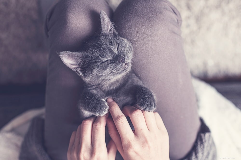 63 Stylish Grey Cat Names for Your Silvery Feline