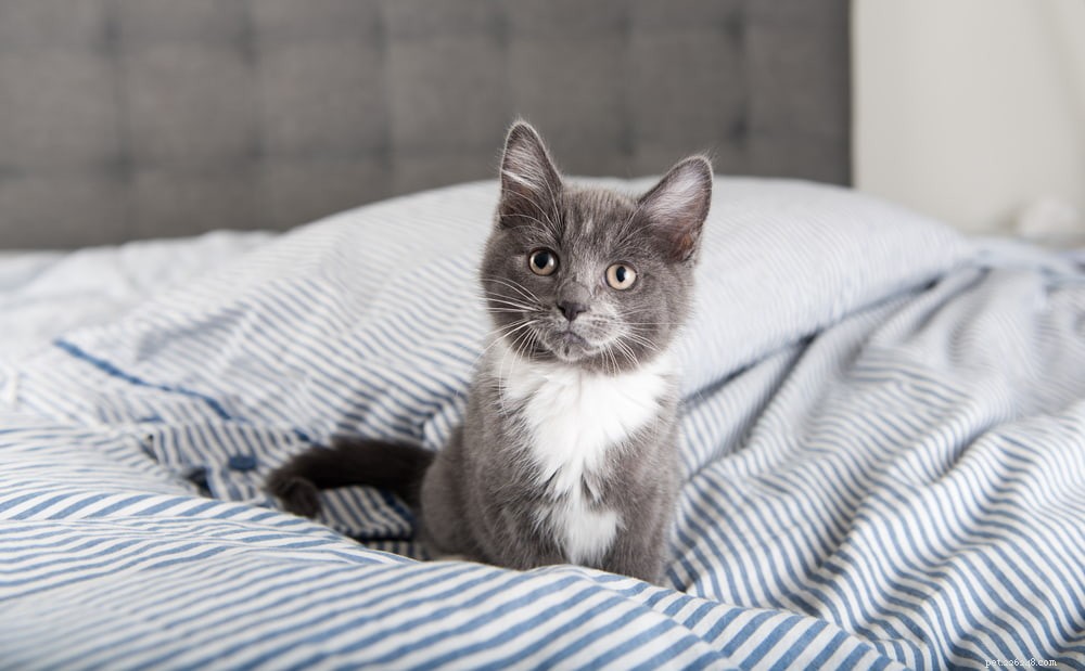 63 Stylish Grey Cat Names for Your Silvery Feline