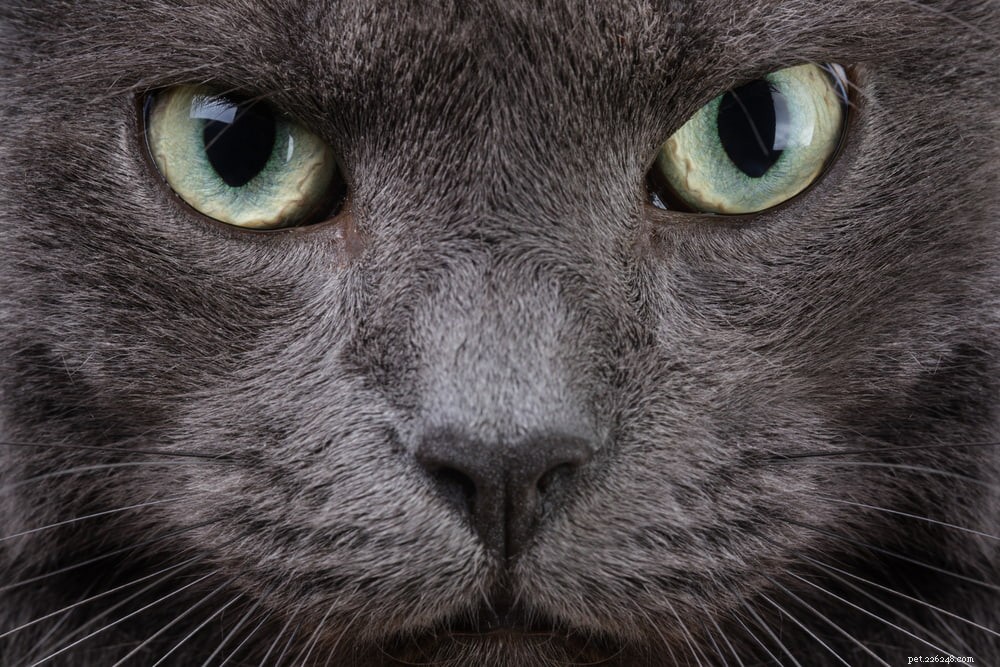 63 Stylish Grey Cat Names for Your Silvery Feline