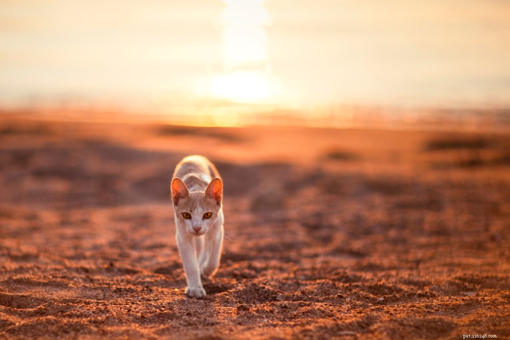 37 Timeless Egyptian Cat Names Inspired by Ancient Culture