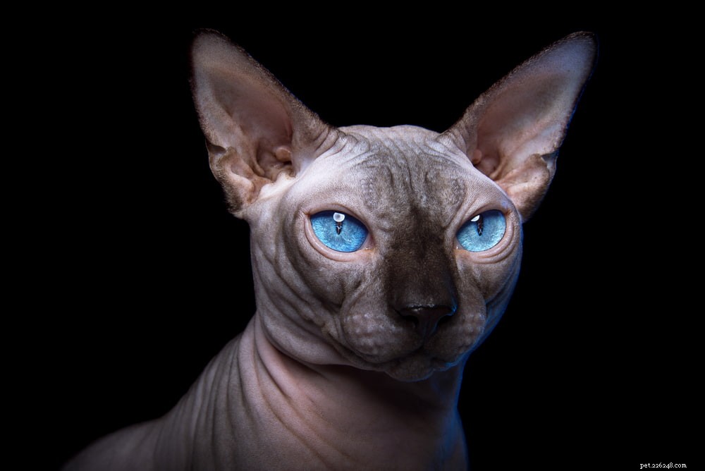 37 Timeless Egyptian Cat Names Inspired by Ancient Culture