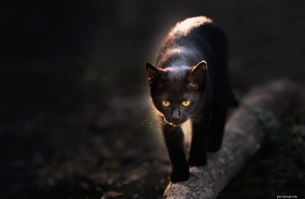 37 Timeless Egyptian Cat Names Inspired by Ancient Culture