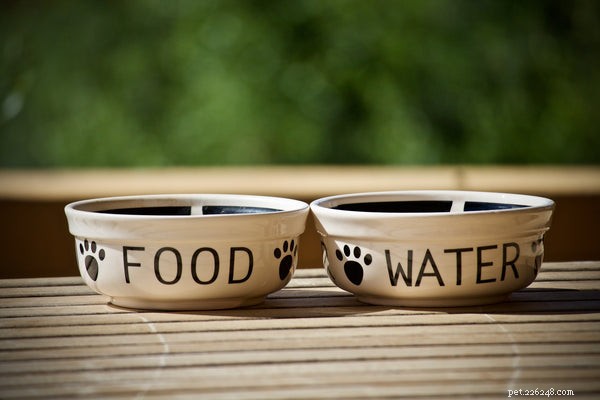 Top Innovative Dog Products of 2019 You Should Know