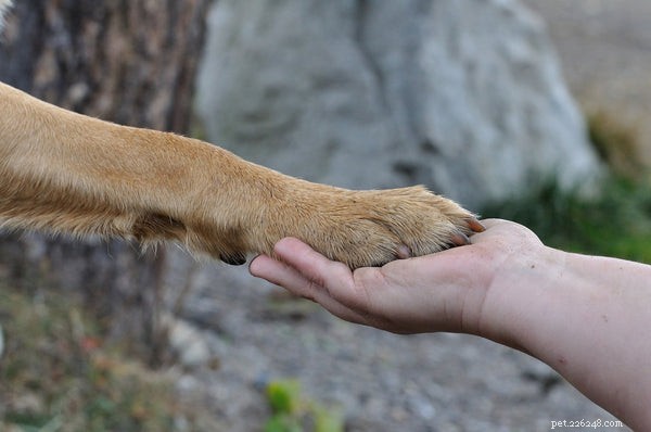 Ready to Adopt a Dog? Essential Tips Before You Commit