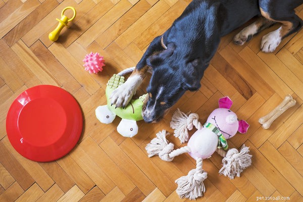 Ready to Adopt a Dog? Essential Tips Before You Commit