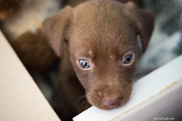 Ready to Adopt a Dog? Essential Tips Before You Commit