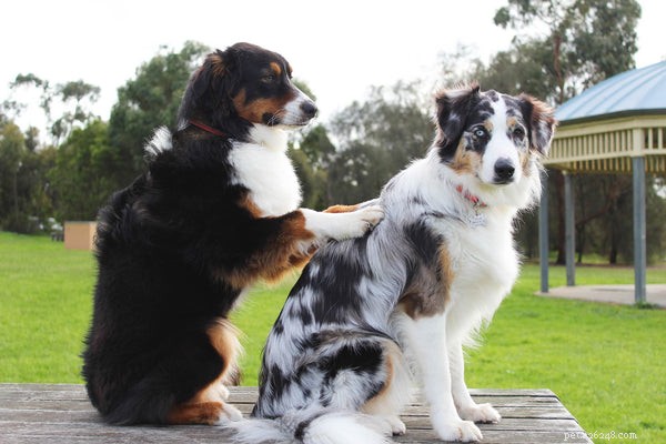 Top Pet Industry Trends of the 2020s: Technology, Loyalty, and Growth
