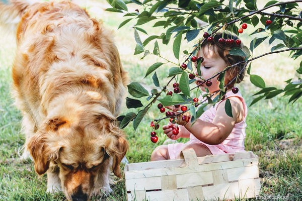 Top Pet Industry Trends of the 2020s: Technology, Loyalty, and Growth