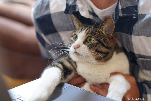 Top Pet Industry Trends of the 2020s: Technology, Loyalty, and Growth