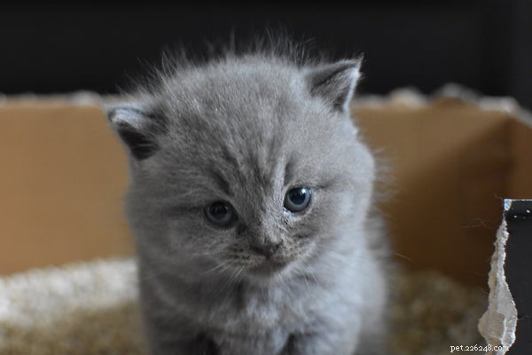 Essential Pet Hygiene Practices Every Owner Should Follow