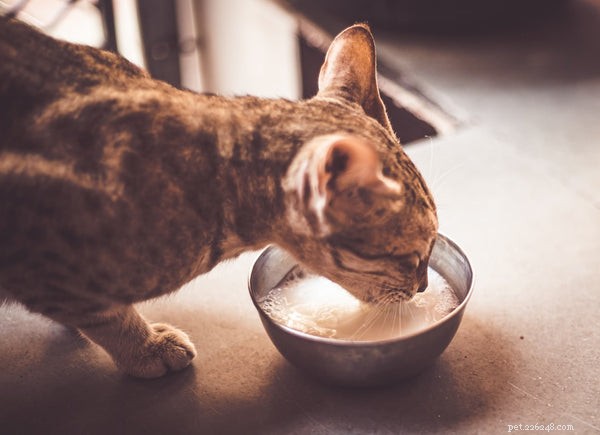 Essential Pet Hygiene Practices Every Owner Should Follow