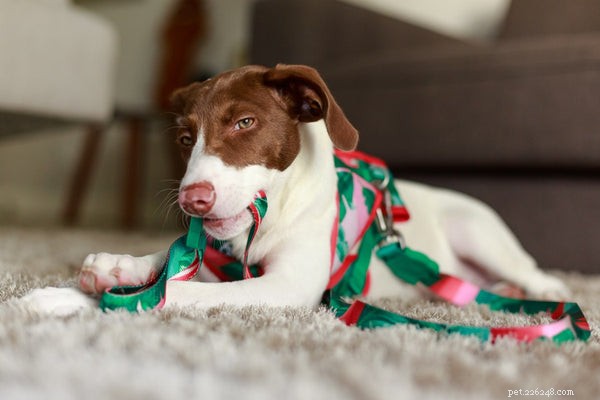 Is Your Dog Truly Intelligent? Insights into Canine Cognition and Behavior