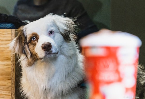 Is Your Dog Truly Intelligent? Insights into Canine Cognition and Behavior