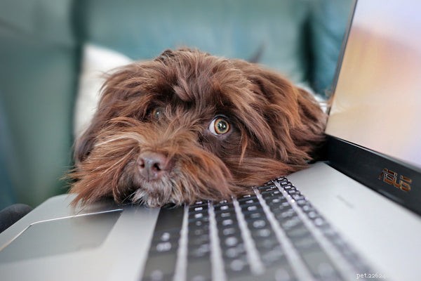 How Dogs Improve Mental Health: Proven Benefits for Anxiety, Depression, and More