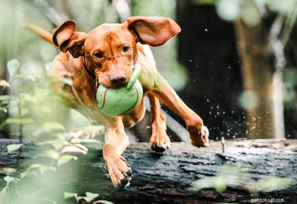 Essential Dog Hygiene: A Complete Guide to Healthy Grooming and Care