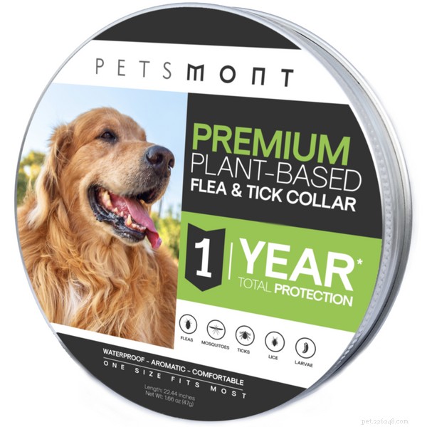 Essential Dog Hygiene: A Complete Guide to Healthy Grooming and Care
