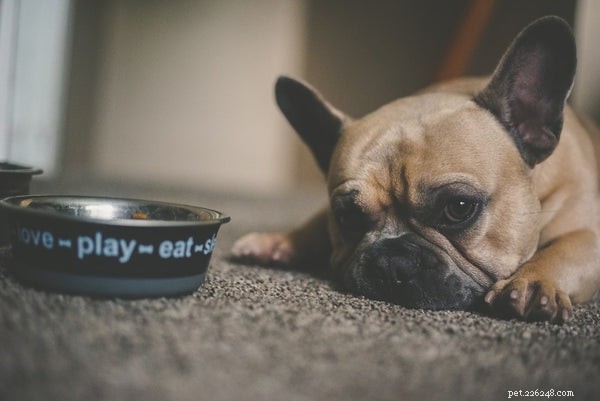 Essential Dog Hygiene: A Complete Guide to Healthy Grooming and Care