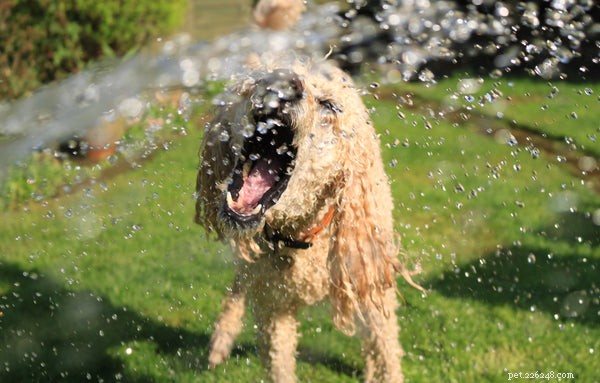 Essential Dog Hygiene: A Complete Guide to Healthy Grooming and Care