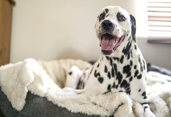 Essential Dog Hygiene: A Complete Guide to Healthy Grooming and Care
