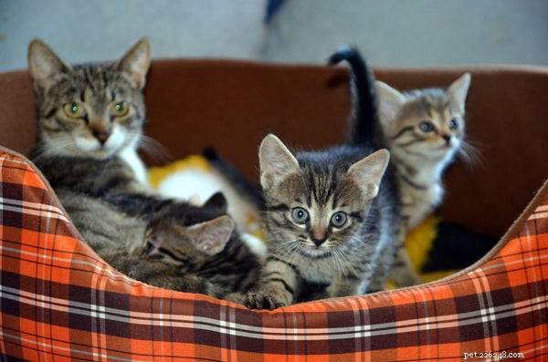Essential Pet Care Tips Every Owner Should Follow