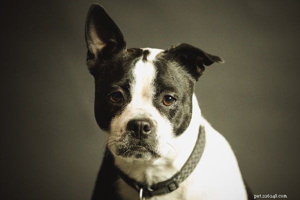 Essential Pet Care Tips Every Owner Should Follow