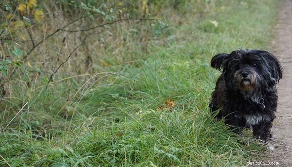 How to Switch Your Dog to a Healthier Kibble—and Why It Matters