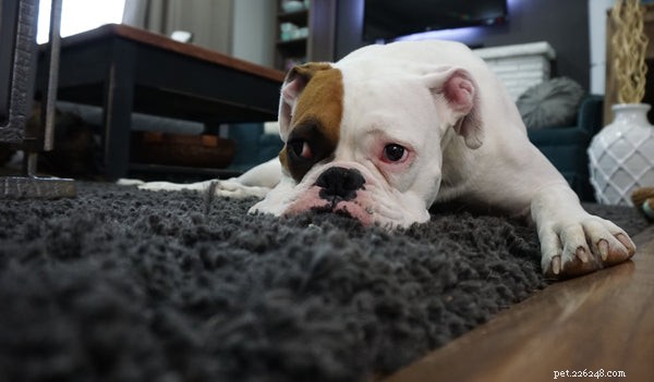 How to Switch Your Dog to a Healthier Kibble—and Why It Matters