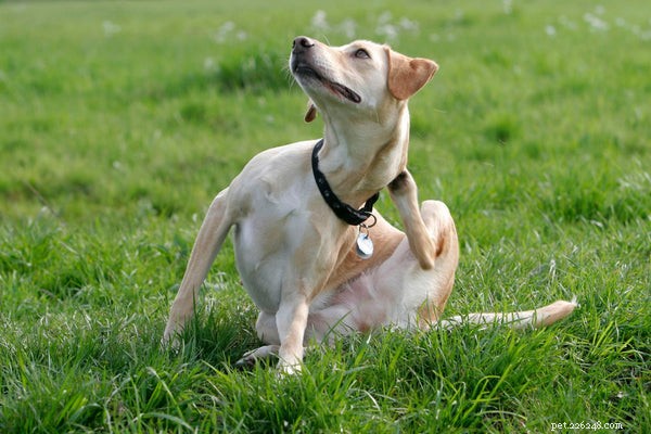 How to Switch Your Dog to a Healthier Kibble—and Why It Matters