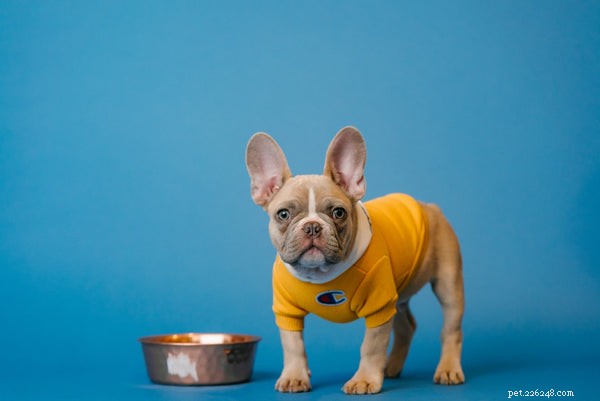 How to Switch Your Dog to a Healthier Kibble—and Why It Matters