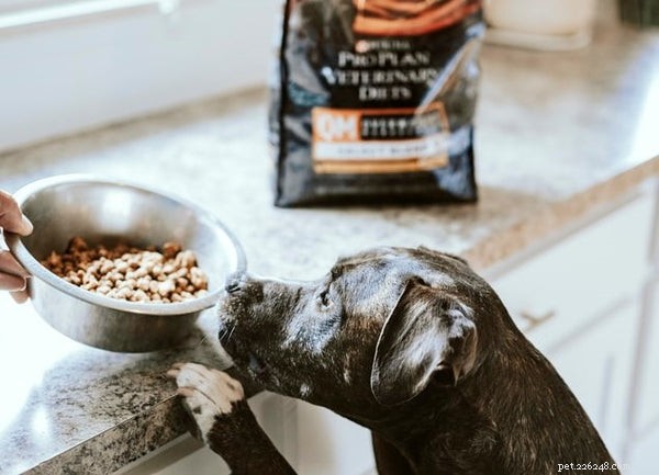 How to Switch Your Dog to a Healthier Kibble—and Why It Matters