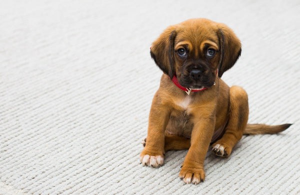 How to Safely Puppy-Proof Your Home in 4 Simple Steps