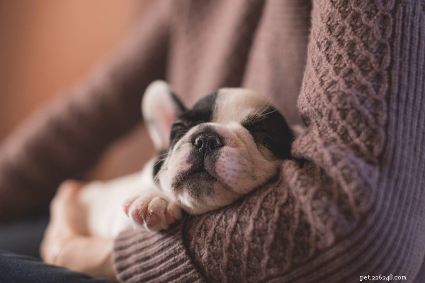 How to Safely Puppy-Proof Your Home in 4 Simple Steps