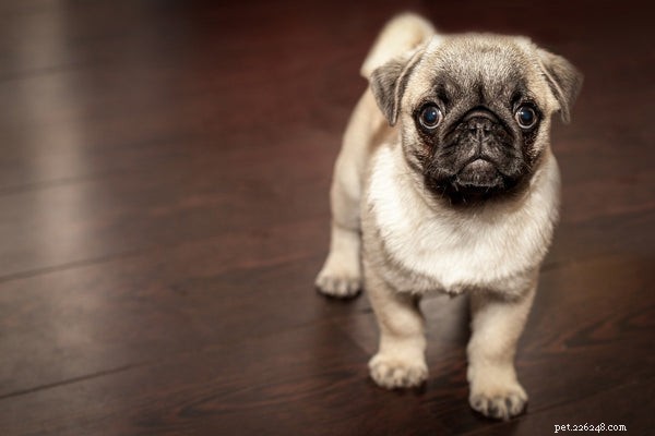 How to Safely Puppy-Proof Your Home in 4 Simple Steps