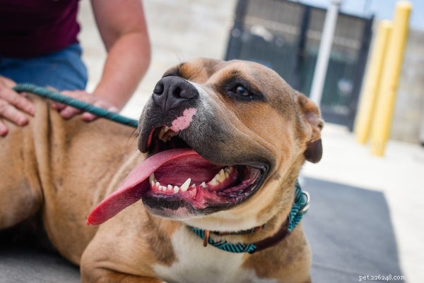 Essential Guide to Basic Pet First Aid: What Every Owner Must Know