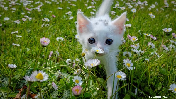 Recognizing Allergies in Cats: Key Signs and Symptoms