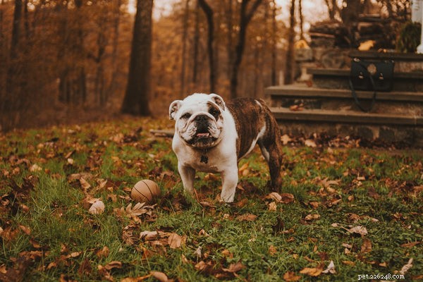 Top Dog Breeds Loved by Families with Children