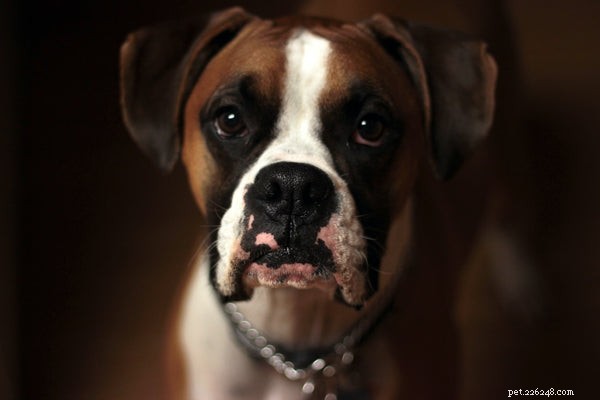 Top Dog Breeds Loved by Families with Children